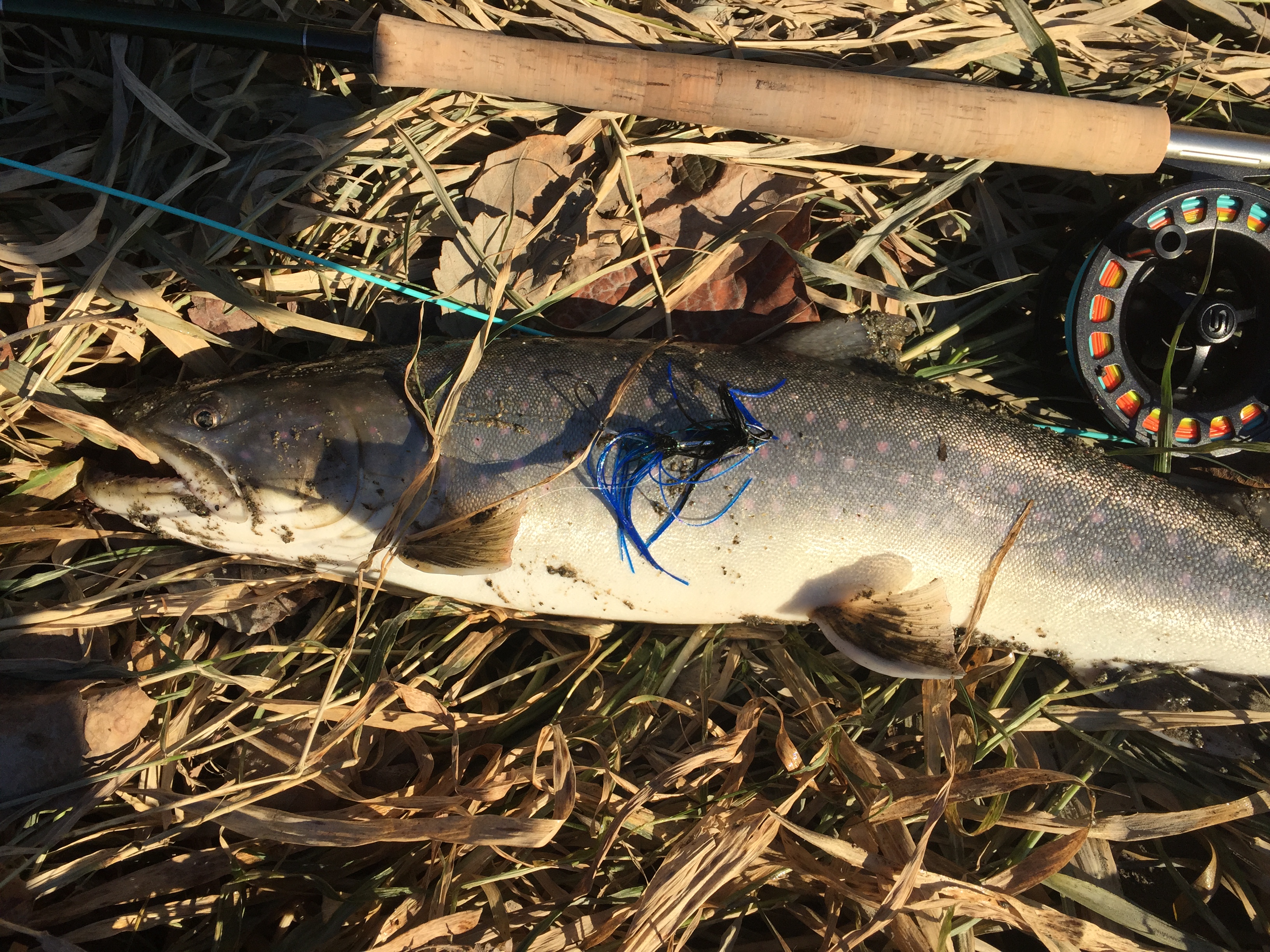 Fish
